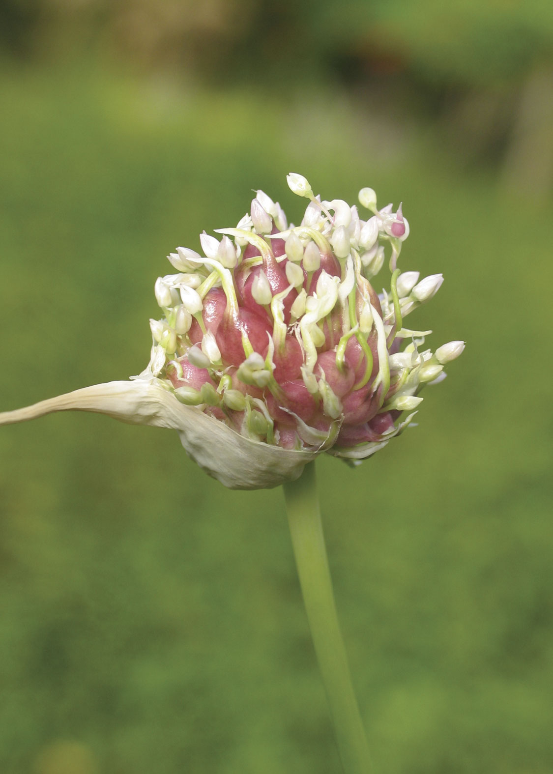 Garlic (Ajo)