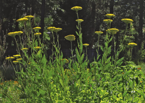 Golden Yarrow (Milenrama Dorada, Aquilea Amarilla)