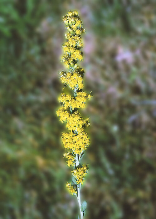 Golden Rod (Vara de Oro)