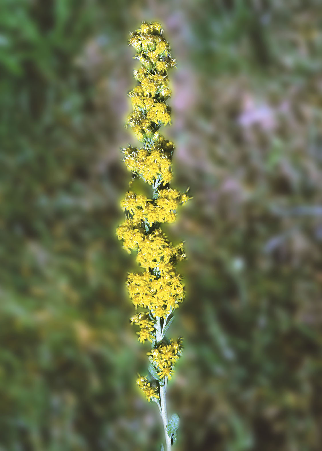 Golden Rod (Vara de Oro)
