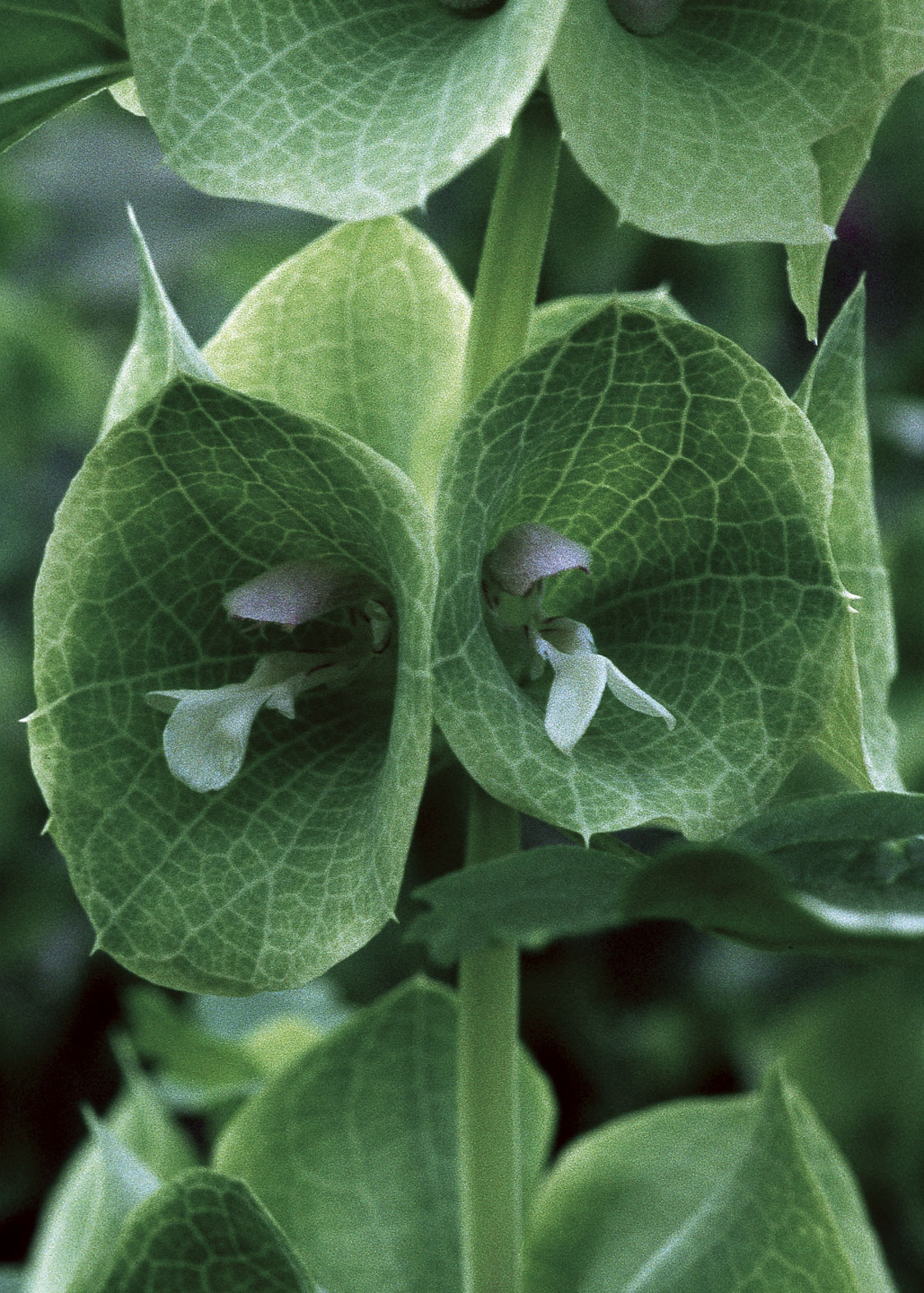 Green Bell Of Ireland (Campanas de Irlanda)