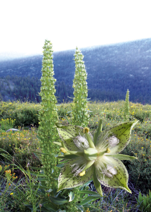 Green Cross Gentian (Genciana Verde)