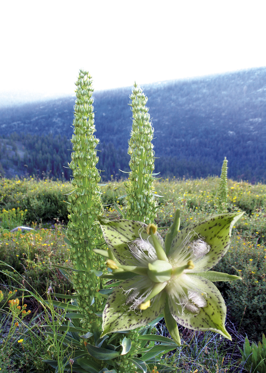 Green Cross Gentian (Genciana Verde)