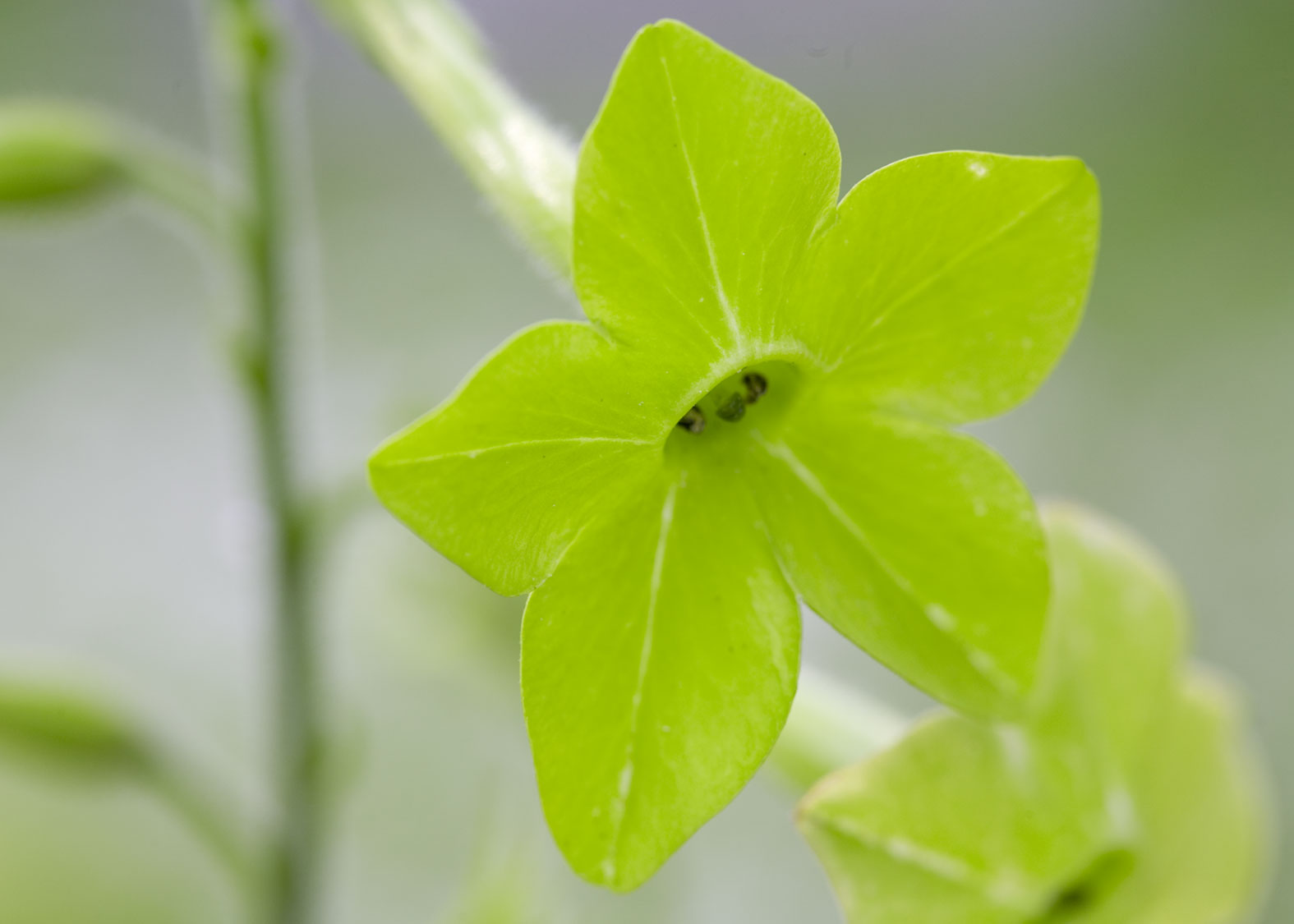 Green Nicotiana (Tabaco de Jazmín)