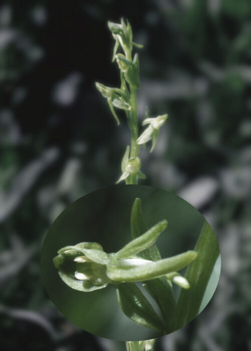 Green Rein Orchid (Orquídea del Pantano)