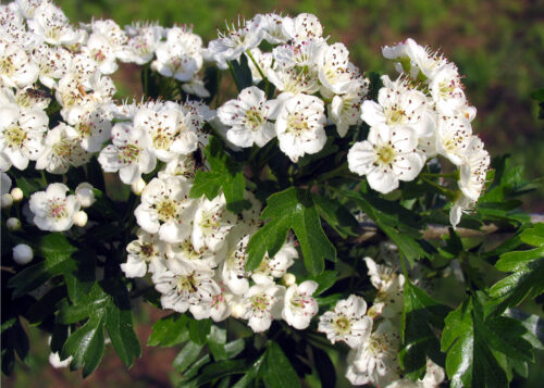 Hawthorn (Espino Blanco)