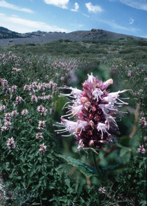 Hyssop (Hisopo)