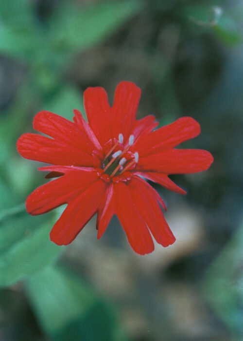 Indian Pink (Clavel Indio)