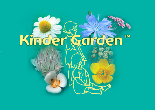 Kinder Garden™Magenta Self-Healer™