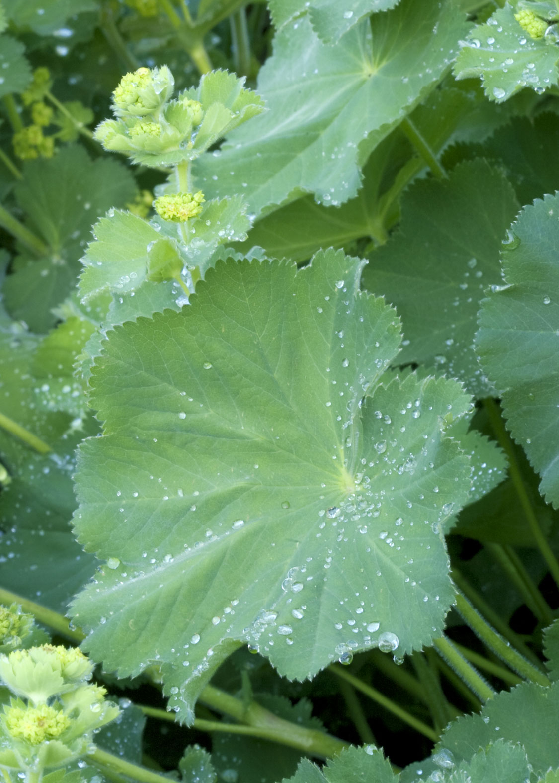 Lady’s Mantle (Pie de León)