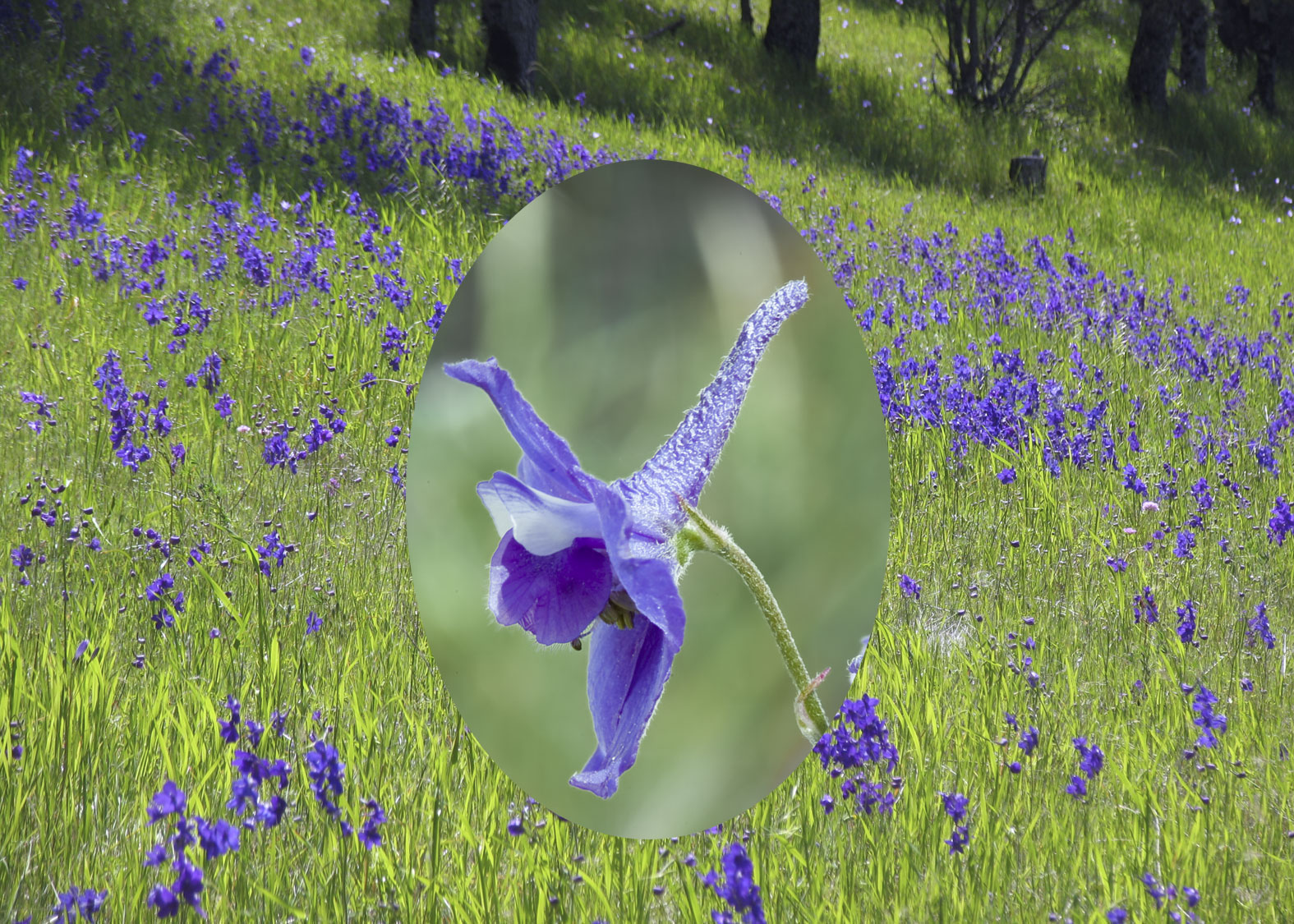 Larkspur (Espuela de caballero)