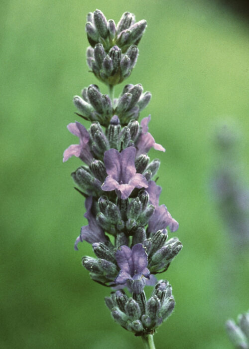 Lavender (Lavanda, Espliego)