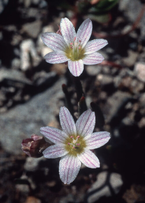 Lewisia