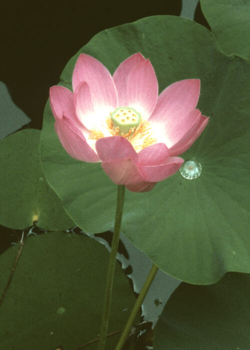 Lotus (Loto)