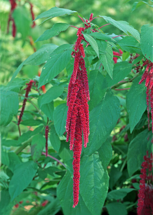 Love-Lies-Bleeding (Quilete, Kiwicha, Amaranto, Moco de Pavo)