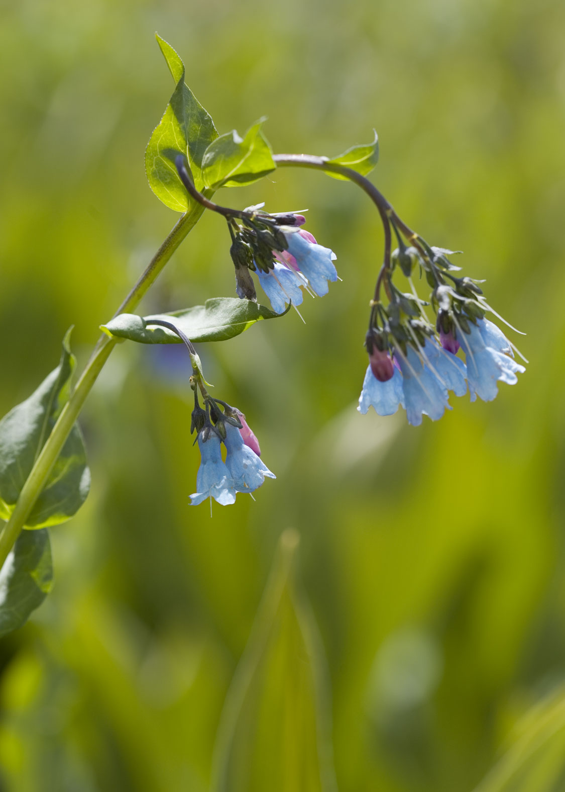 Lungwort (Pulmonaria)