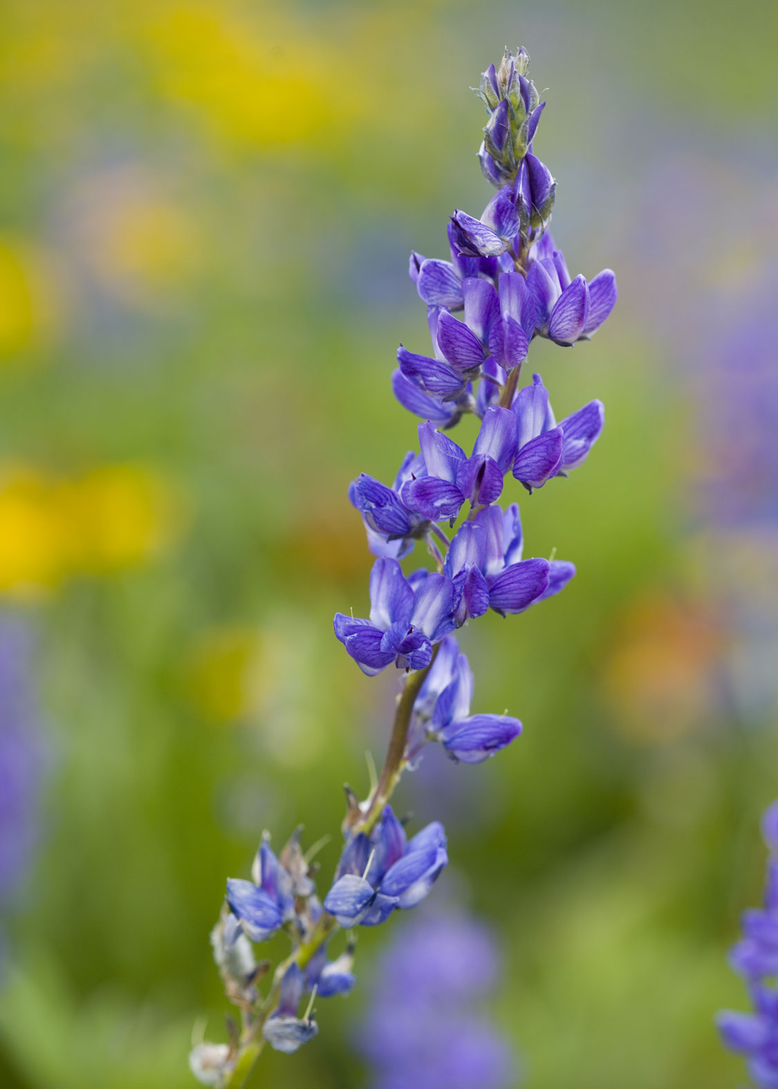 Lupine (Lupino, Alubia de los Lobos, Altramuz)
