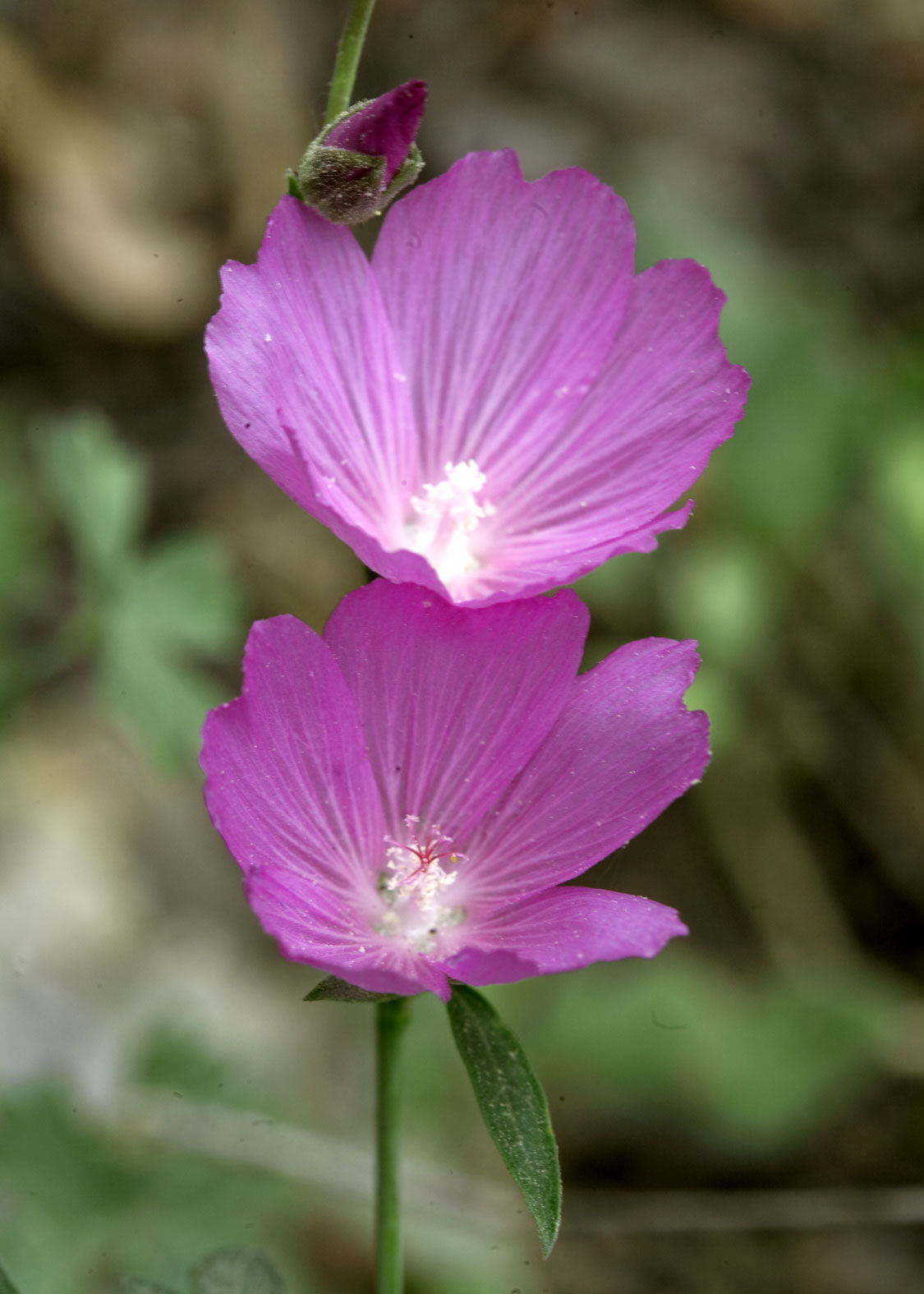 Mallow (Malva)