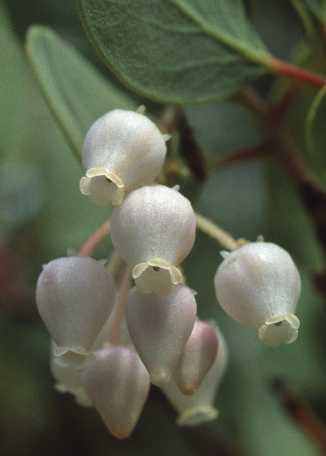 Manzanita (Uva de Oso, Gayuba)