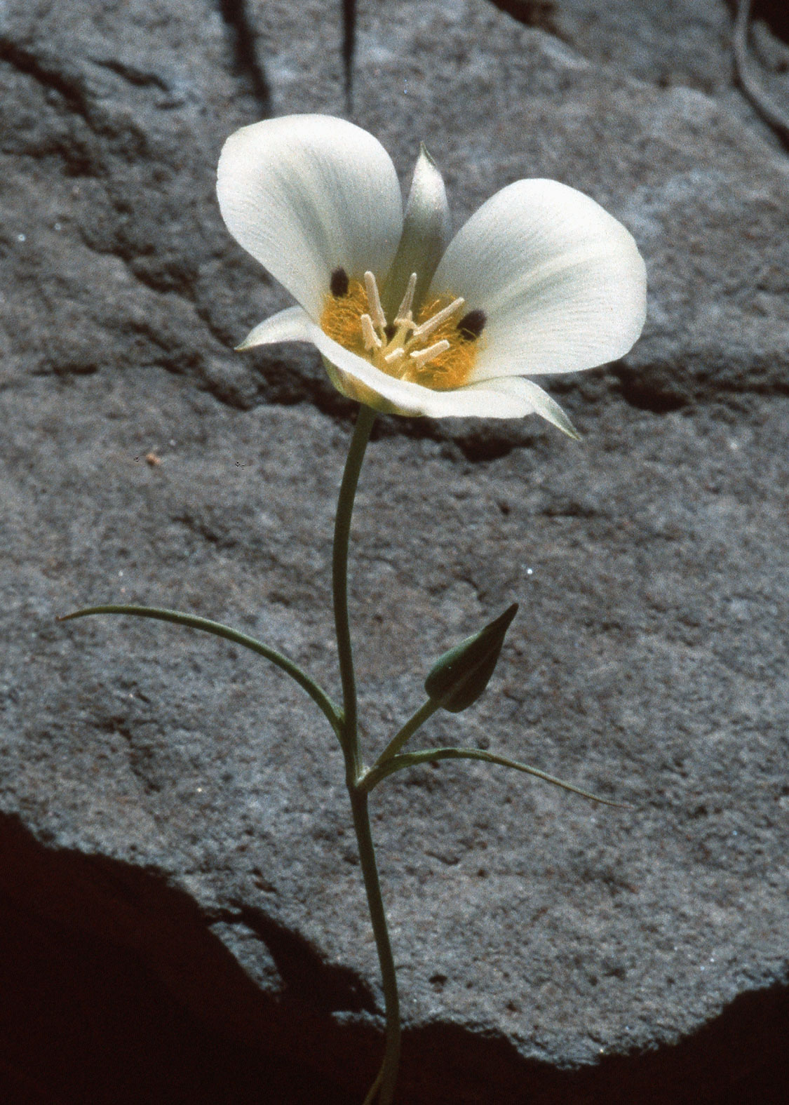 Mariposa Lily (Lirio Mariposa)