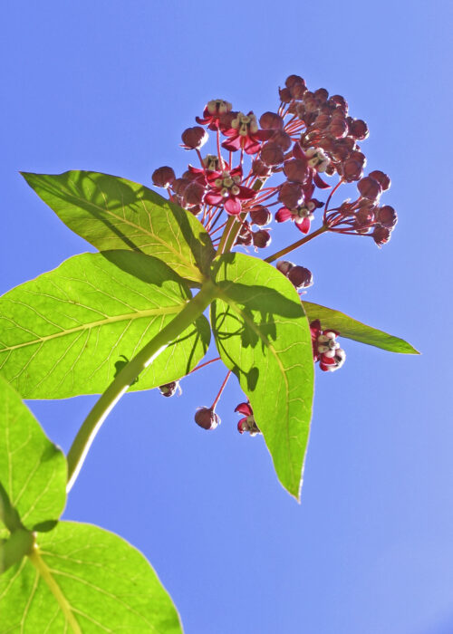 Milkweed (Algodoncillo, Hierba de Leche)