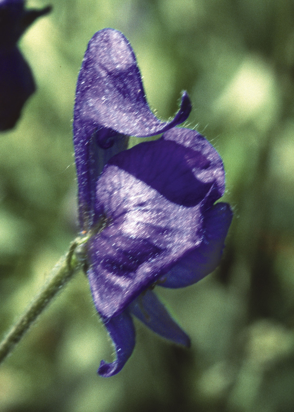 Moonkshood (Acónito Matalobos)