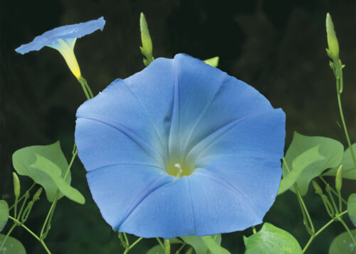 Morning Glory (Don Diego de Día)