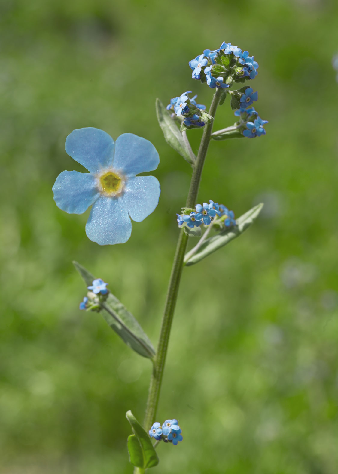 Mountain Forget-Me-Not (No meolvides de montaña)