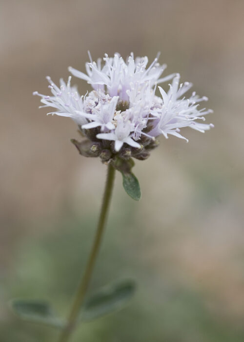 Mountain Pennyroyal (Poleo de Montaña)