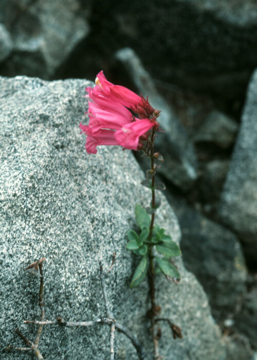 Mountain Pride (Orgullo de Montaña)