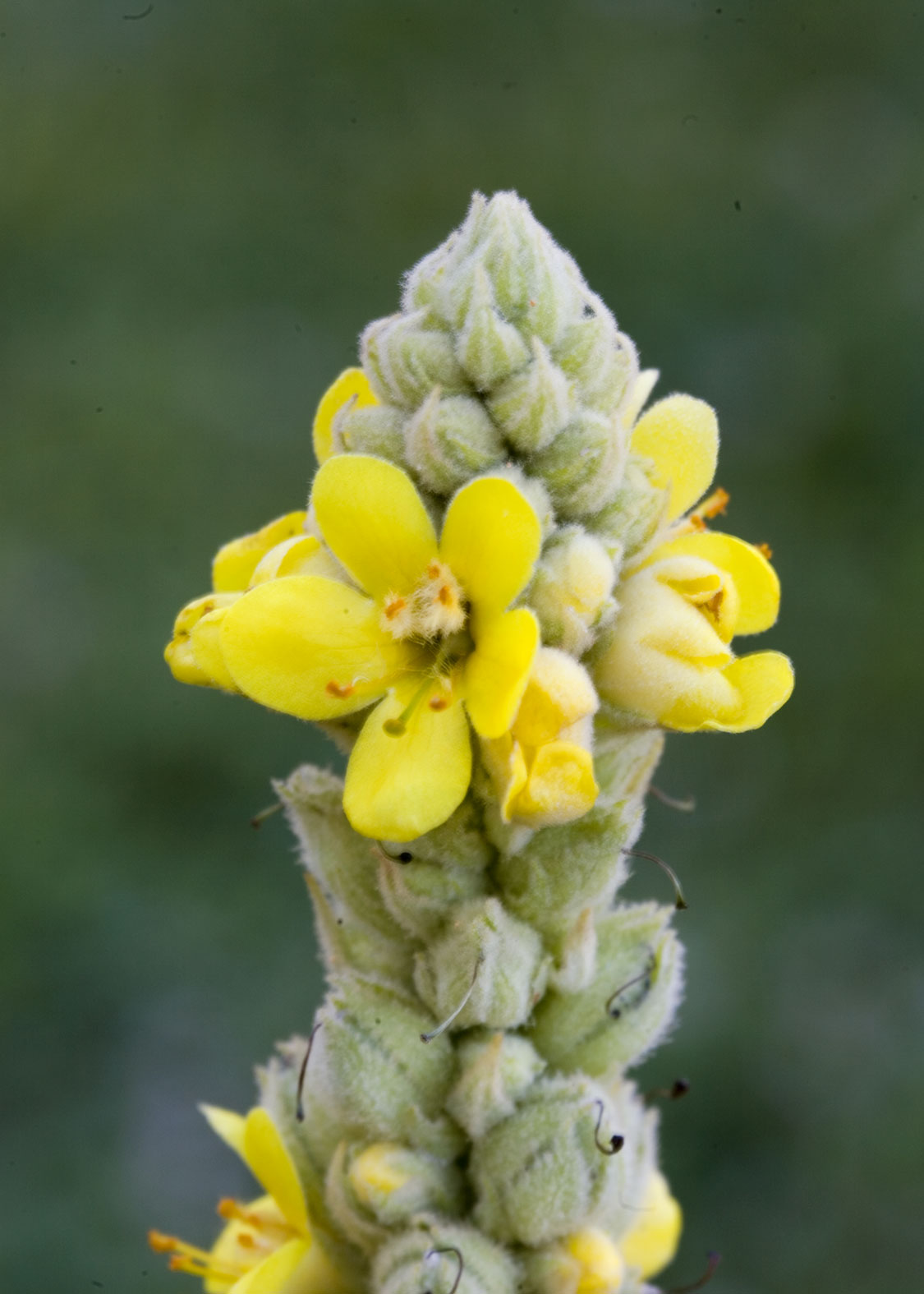 Mullein (Gordolobo, Verbasco, Candelaria)