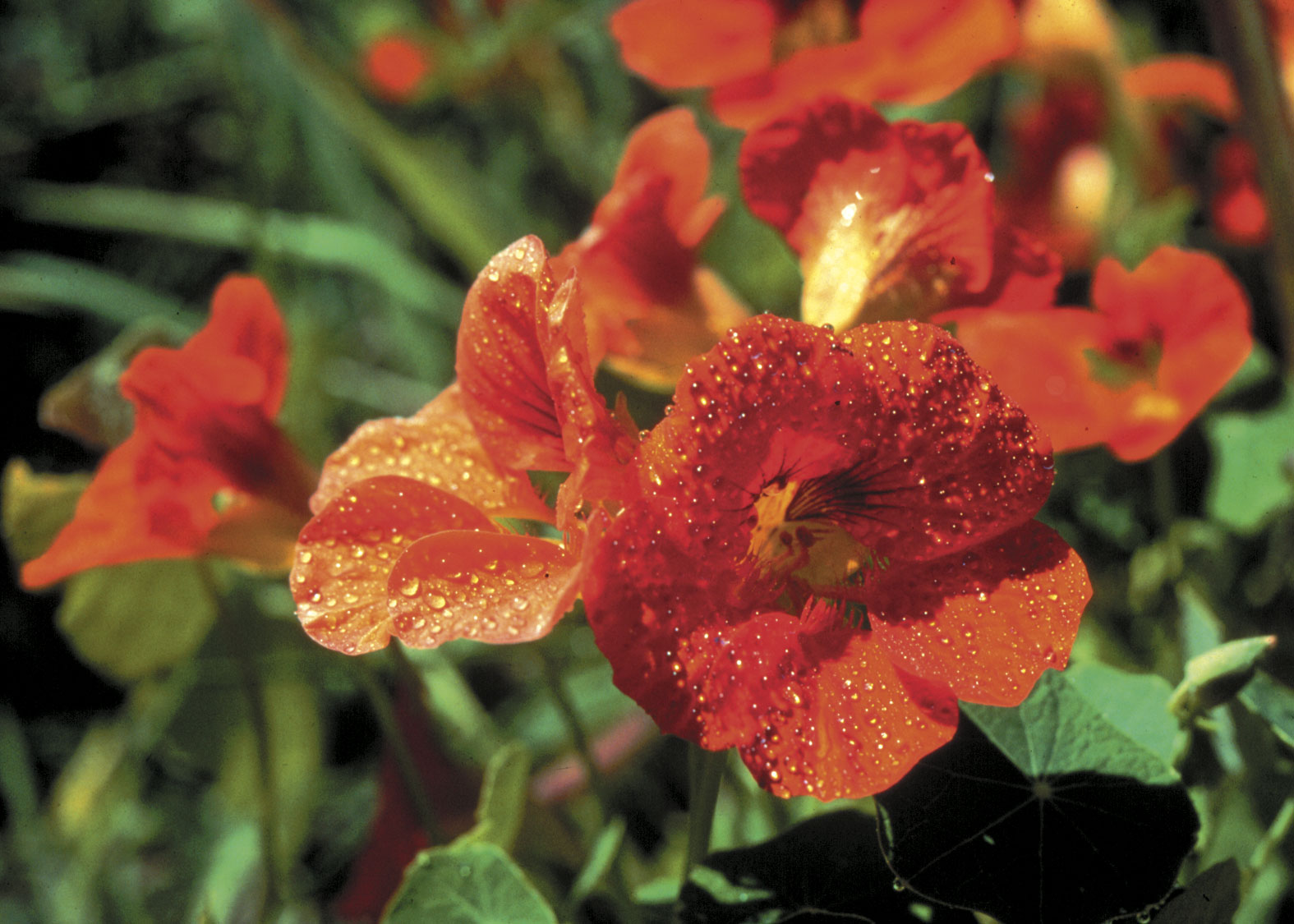 Nasturtium (Capuchina)