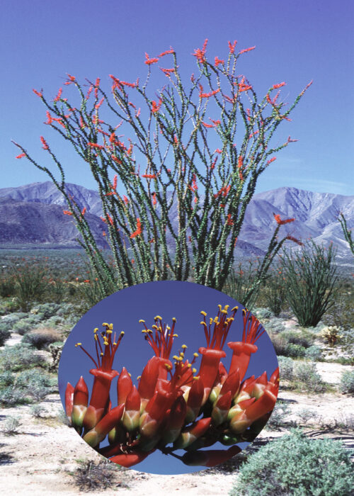 Ocotillo