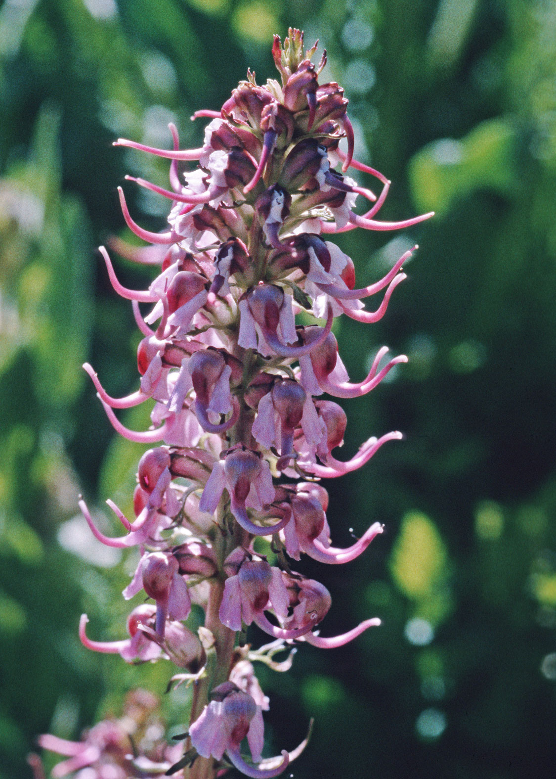 Pedicularis (Cabeza de Elefante)