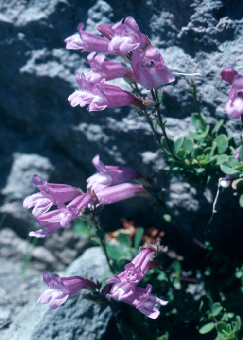 Penstemon