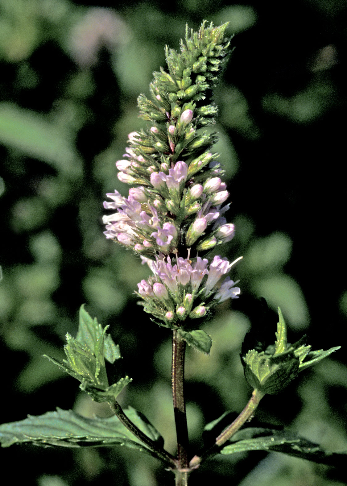 Peppermint (Menta, Hierbabuena)