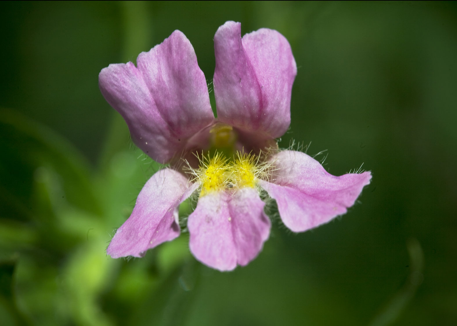 Pink Monkey Flower (Mímulo Rosado)