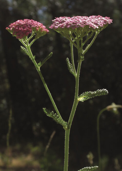 Pink Yarrow (Aquilea Rosa. Milenrama Rosa)