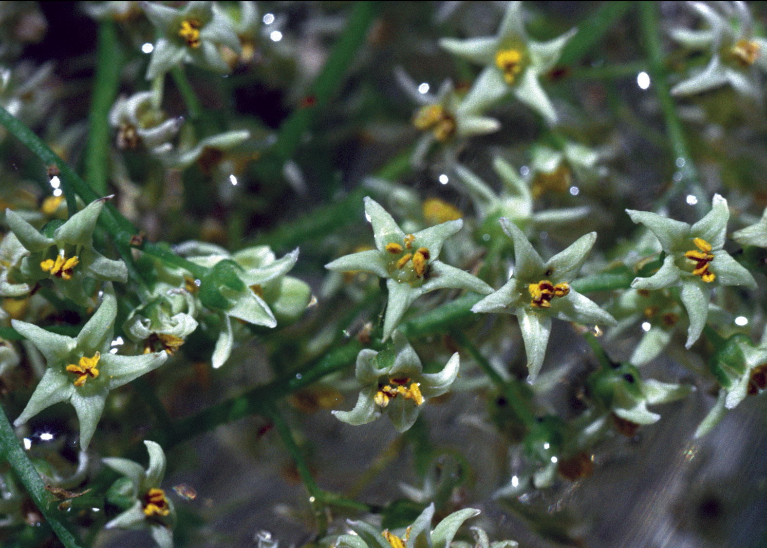 Poison Oak (Hiedra Venenosa)