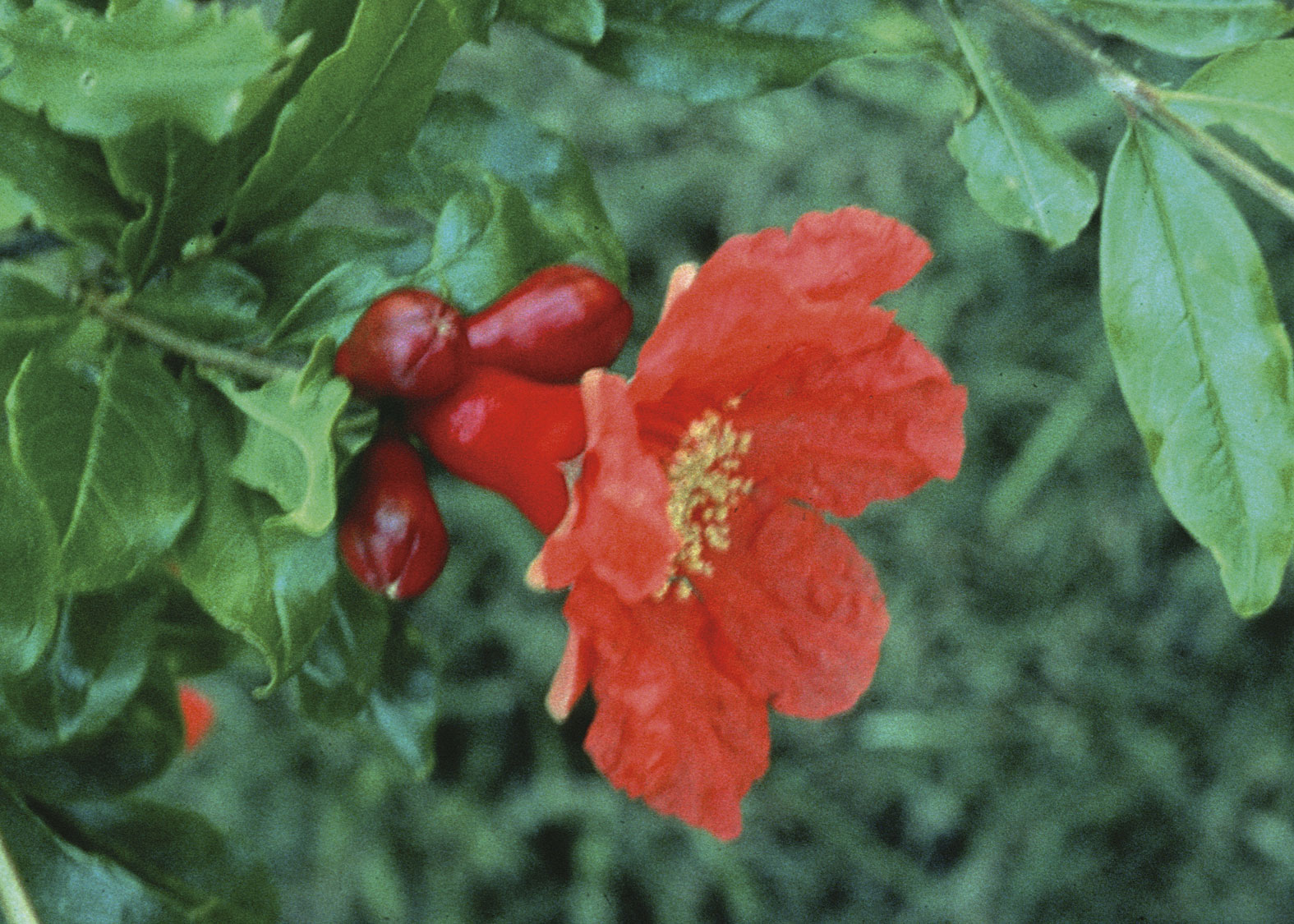 Pomegranate (Granado)