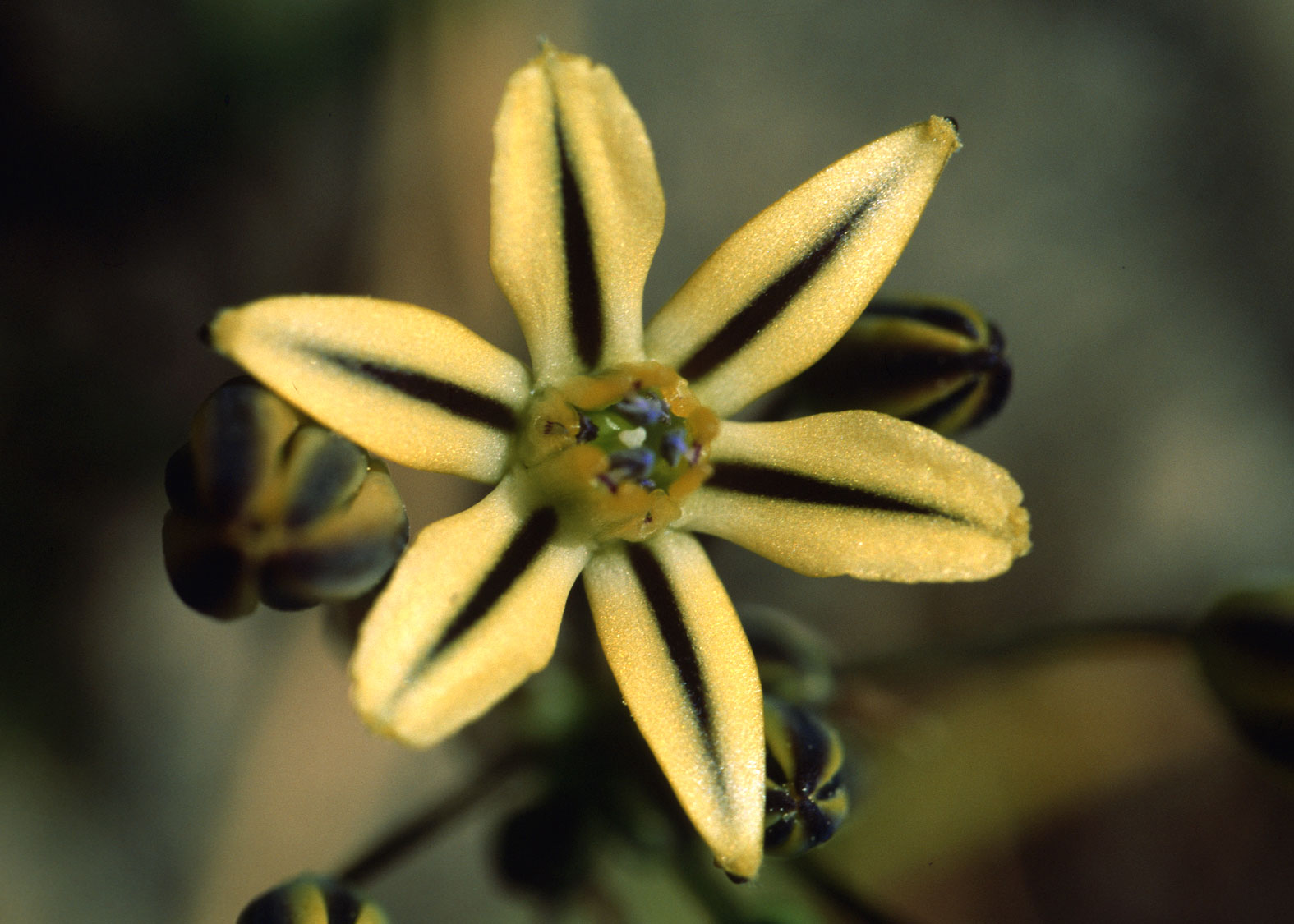 Pretty Face (Estrella Dorada, Cara Bonita)