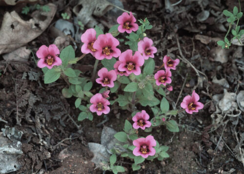 Purple Monkey Flower (Mímulo púpura, Bufón)