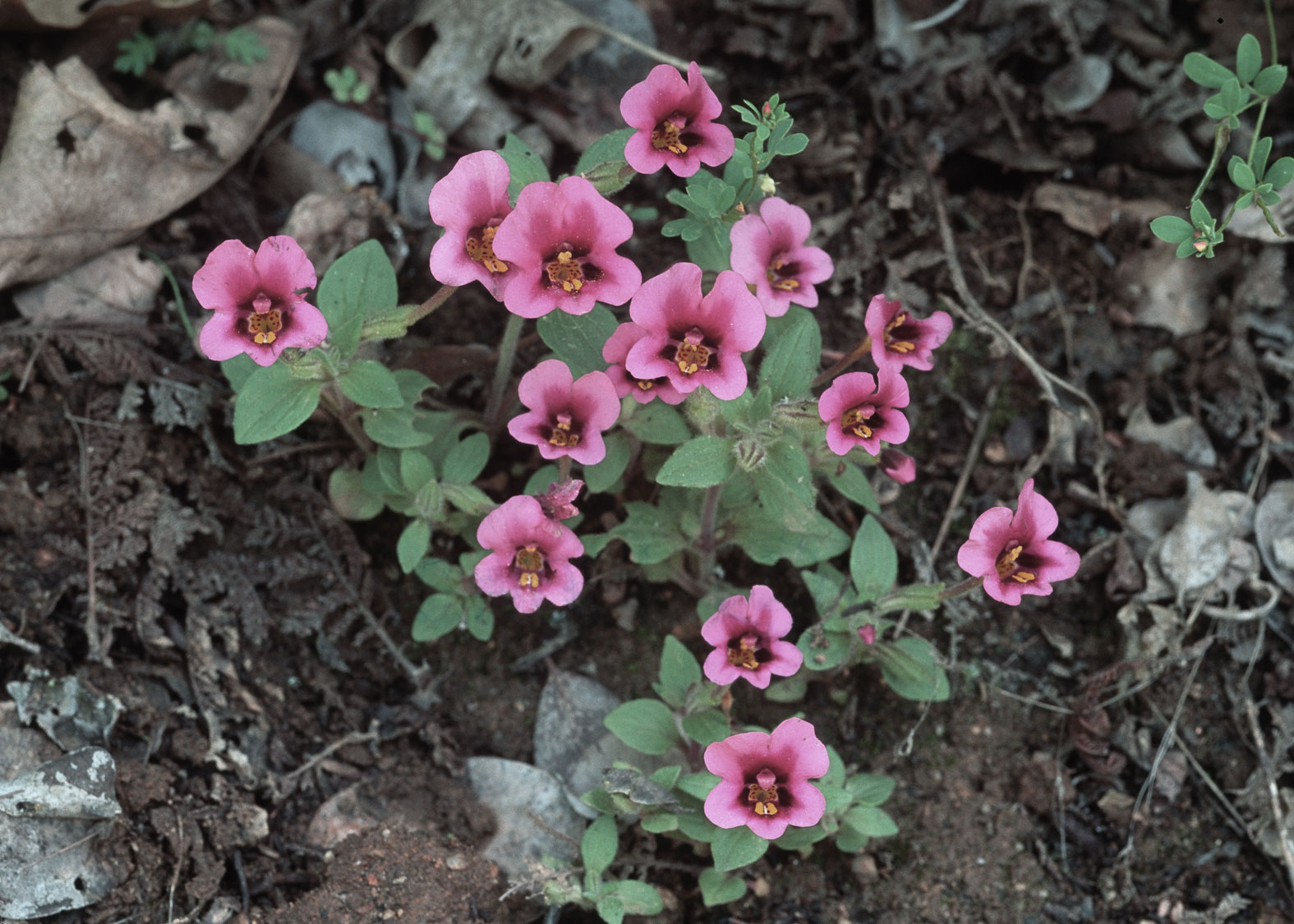 Purple Monkey Flower (Mímulo púpura, Bufón)