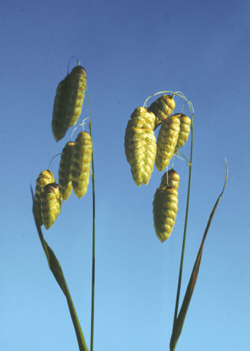 Quaking Grass (Tembladera)