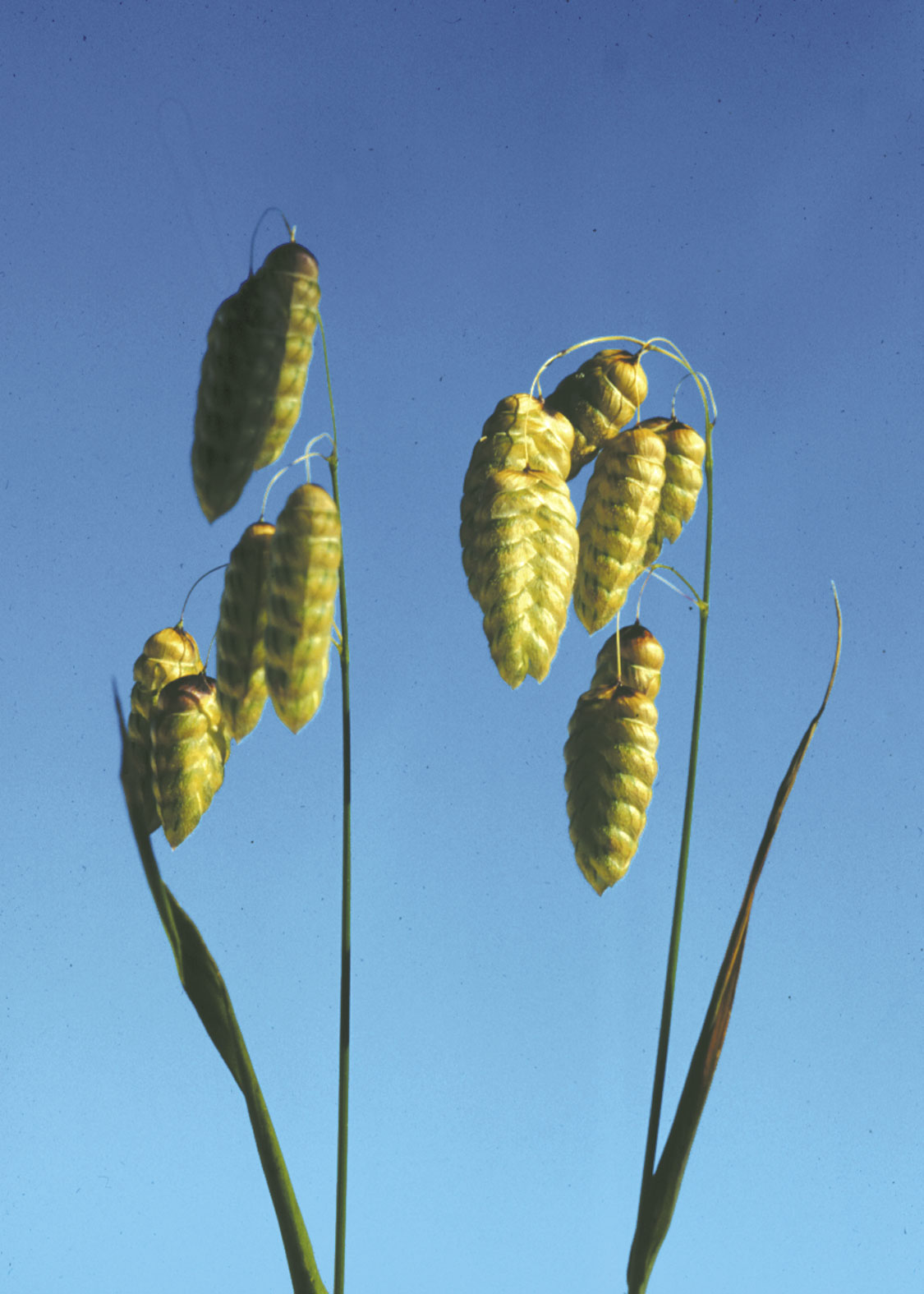 Quaking Grass (Tembladera)