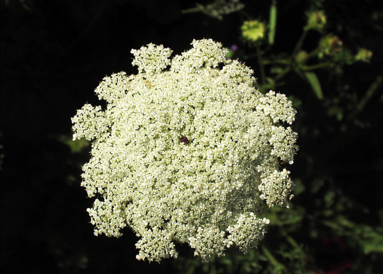 Queen Anne´s lace (Zanahoria Silvestre)