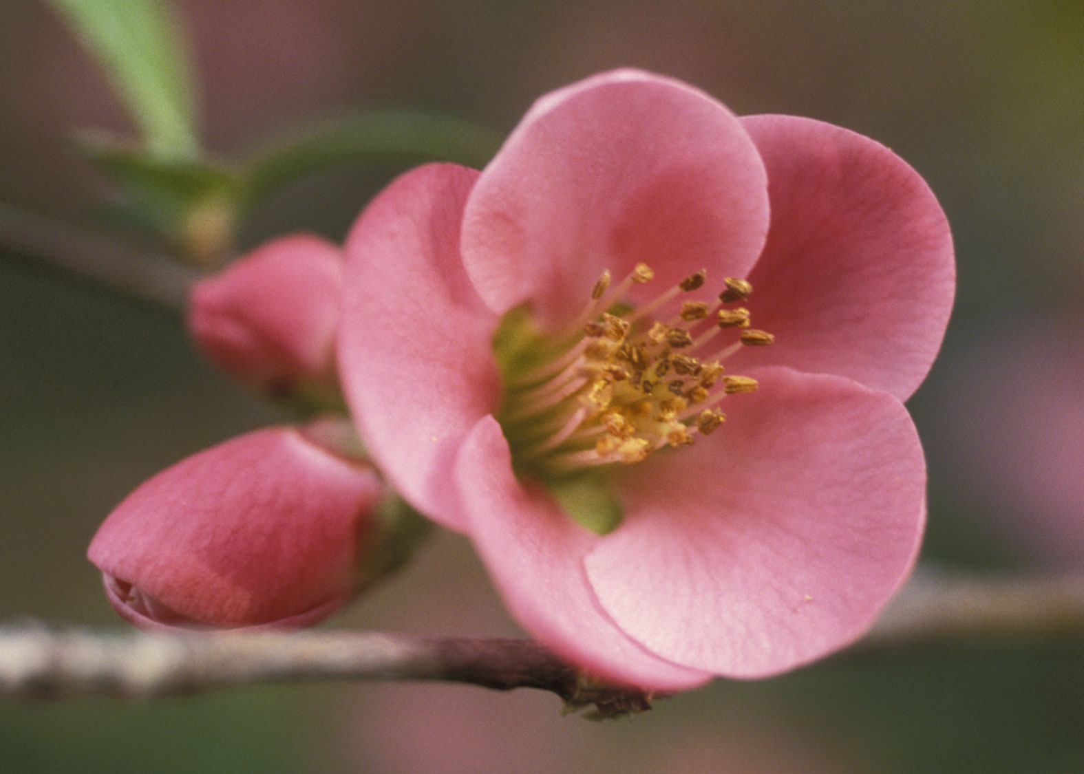 Quince (Membrillo de flor)