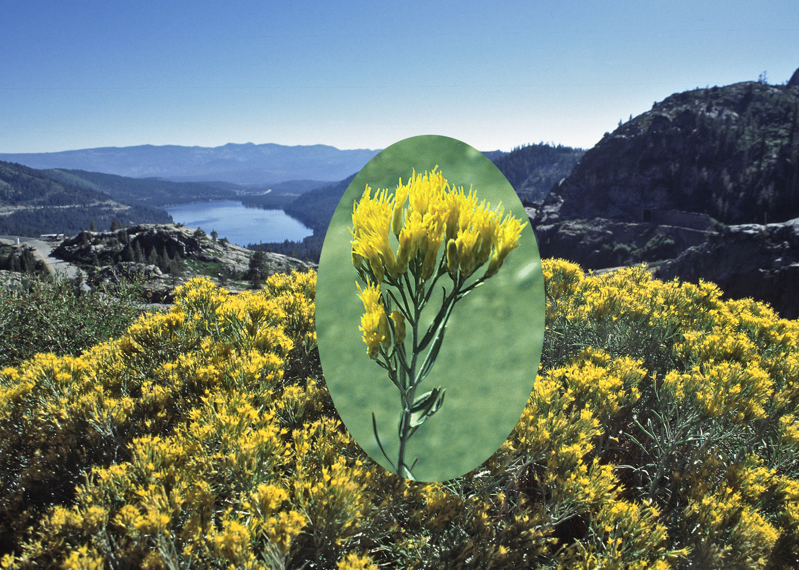 Rabbitbrush (Cola de Conejo)