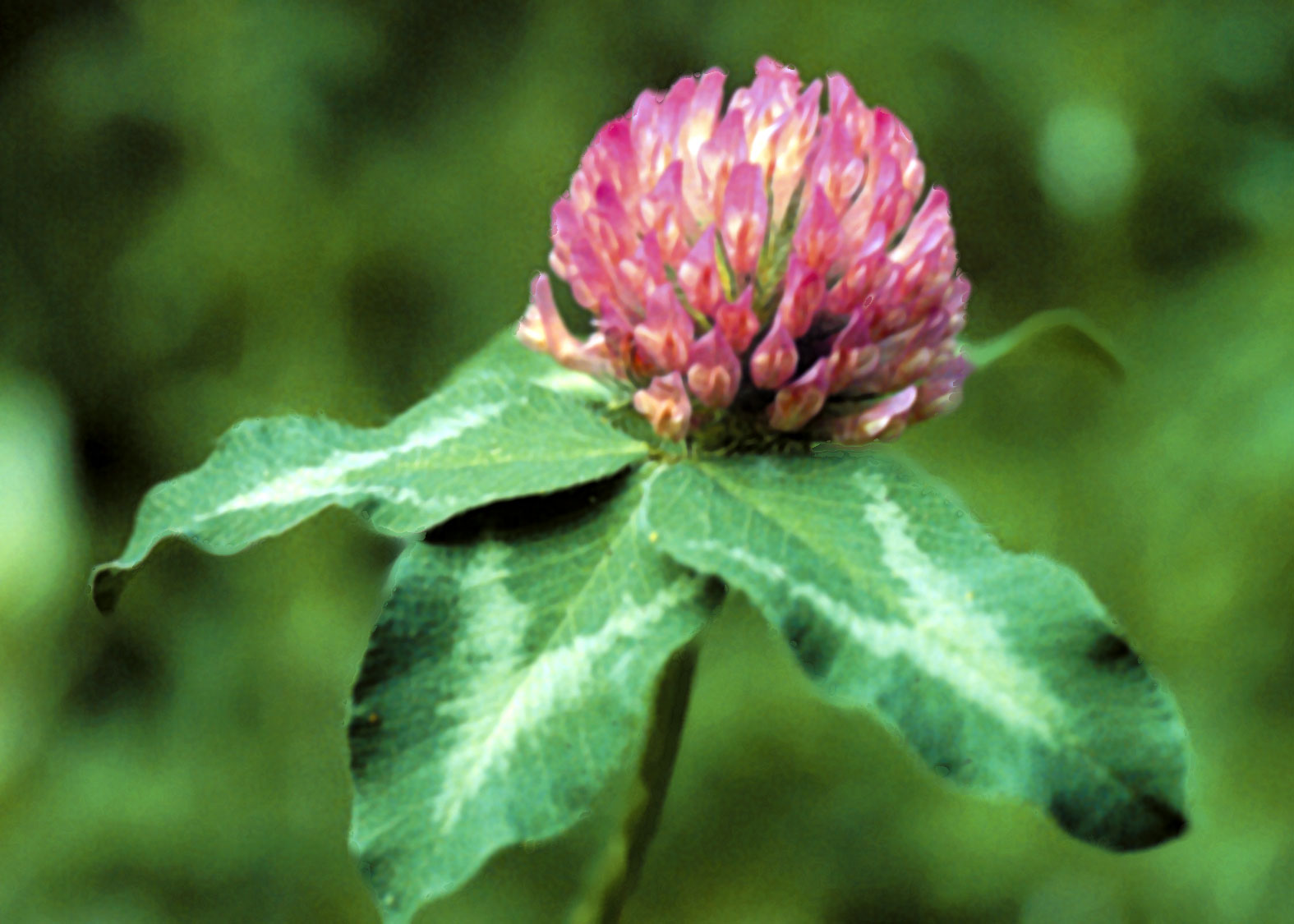 Red Clover (Trebol rojo, Trebol de los Prados)