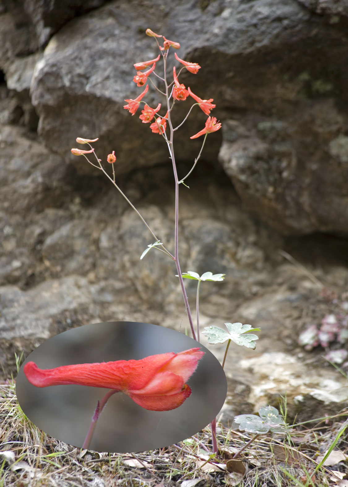 Red Larkspur (Espuela de Caballero Roja)